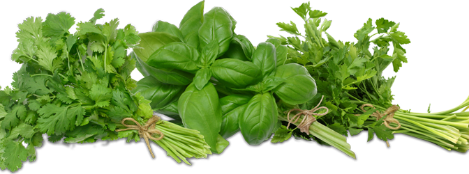 HERBS fresh, bunch